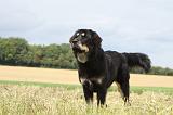 DOGUE DU TIBET 057